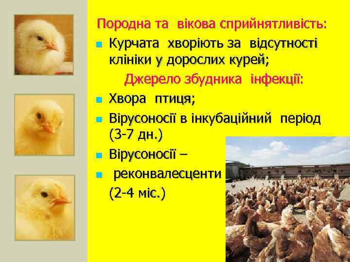 Породна та вікова сприйнятливість: n Курчата хворіють за відсутності клініки у дорослих курей; Джерело