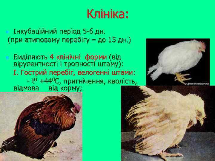 Клініка: Інкубаційний період 5 -6 дн. (при атиповому перебігу – до 15 дн. )