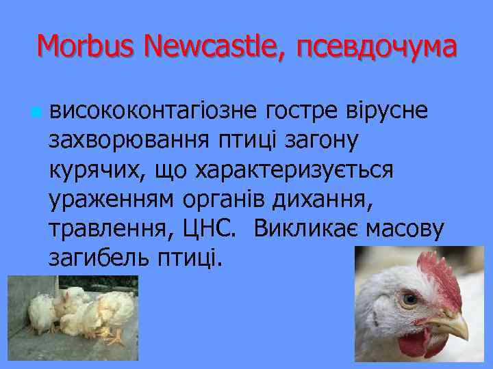 Morbus Newcastle, псевдочума n висококонтагіозне гостре вірусне захворювання птиці загону курячих, що характеризується ураженням