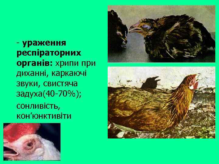 - ураження респіраторних органів: хрипи при диханні, каркаючі звуки, свистяча задуха(40 -70%); сонливість, кон’юнктивіти