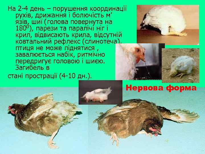 На 2 -4 день – порушення координації рухів, дрижання і болючість м’ язів, шиї