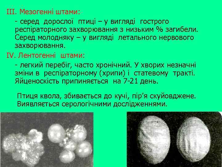 III. Мезогенні штами: - серед дорослої птиці – у вигляді гострого респіраторного захворювання з