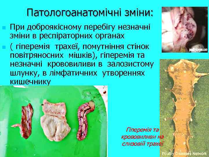 Патологоанатомічні зміни: n n При доброякісному перебігу незначні зміни в респіраторних органах ( гіперемія