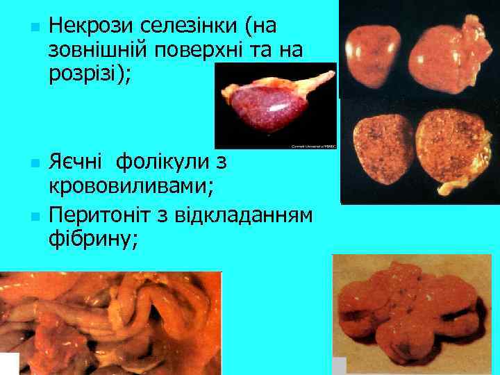 n n n Некрози селезінки (на зовнішній поверхні та на розрізі); Яєчні фолікули з