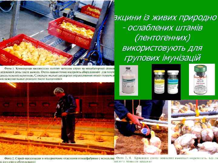 Вакцини із живих природно - ослаблених штамів (лентогенних) використовують для групових імунізацій 