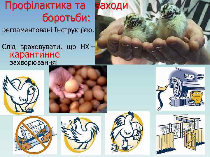 Профілактика та заходи боротьби: регламентовані Інструкцією. Слід враховувати, що НХ – карантинне захворювання! 