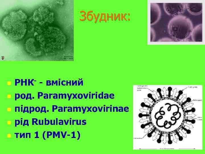 Збудник: n n n РНК- - вмісний род. Paramyxoviridae підрод. Paramyxovirinae рід Rubulavirus тип