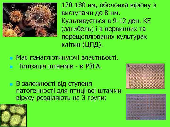 120 -180 нм, оболонка віріону з виступами до 8 нм. Культивується в 9 -12