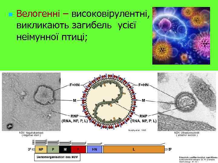 n Велогенні – високовірулентні, викликають загибель усієї неімунної птиці; 