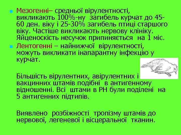 n n Мезогенні– средньої вірулентності, викликають 100%-ну загибель курчат до 4560 ден. віку і
