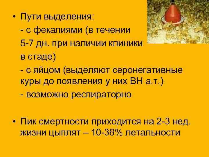  • Пути выделения: - с фекалиями (в течении 5 -7 дн. при наличии