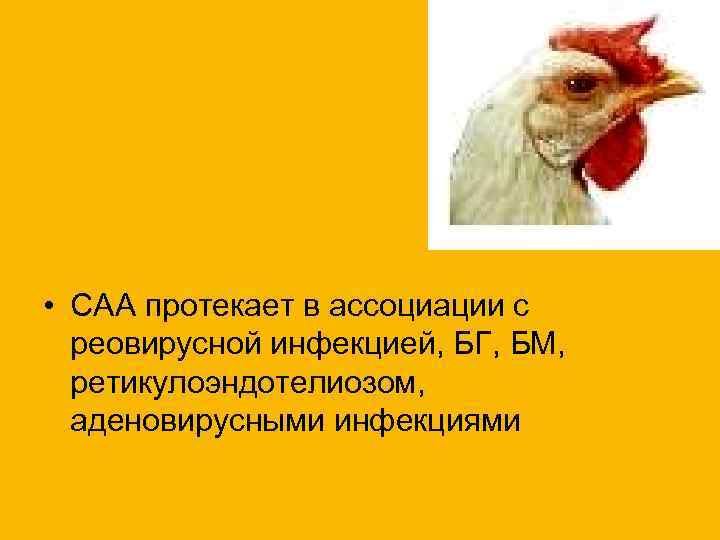  • САА протекает в ассоциации с реовирусной инфекцией, БГ, БМ, ретикулоэндотелиозом, аденовирусными инфекциями