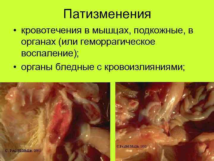 Патизменения • кровотечения в мышцах, подкожные, в органах (или геморрагическое воспаление); • органы бледные