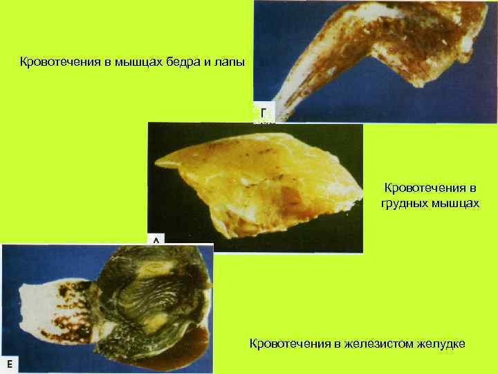 Кровотечения в мышцах бедра и лапы Кровотечения в грудных мышцах Кровотечения в железистом желудке