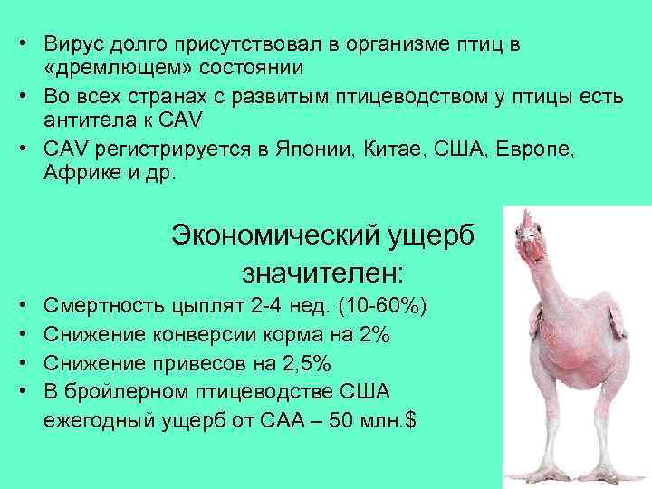  • Вирус долго присутствовал в организме птиц в «дремлющем» состоянии • Во всех