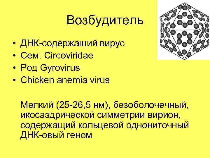 Возбудитель • • ДНК-содержащий вирус Сем. Circoviridae Род Gyrovirus Chicken anemia virus Мелкий (25