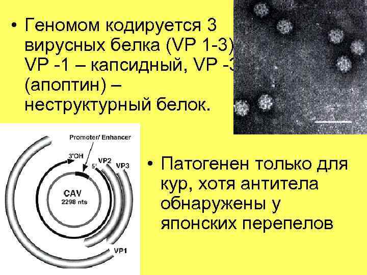  • Геномом кодируется 3 вирусных белка (VP 1 -3); VP -1 – капсидный,