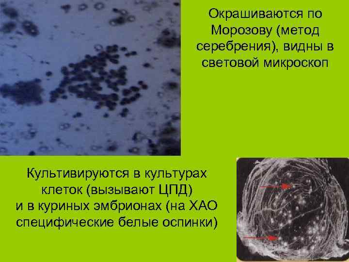 Окрашиваются по Морозову (метод серебрения), видны в световой микроскоп Культивируются в культурах клеток (вызывают