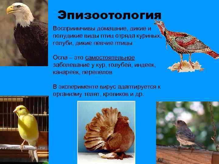 Эпизоотология Восприимчивы домашние, дикие и полудикие виды птиц отряда куриных, голуби, дикие певчие птицы
