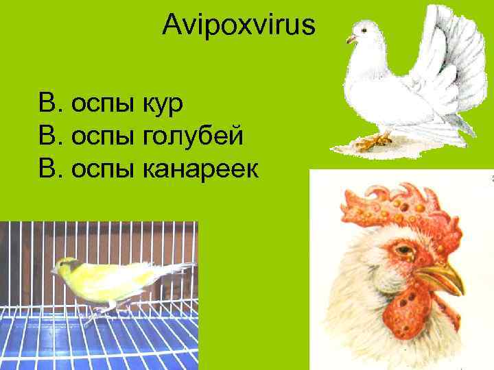 Avipoxvirus В. оспы кур В. оспы голубей В. оспы канареек 