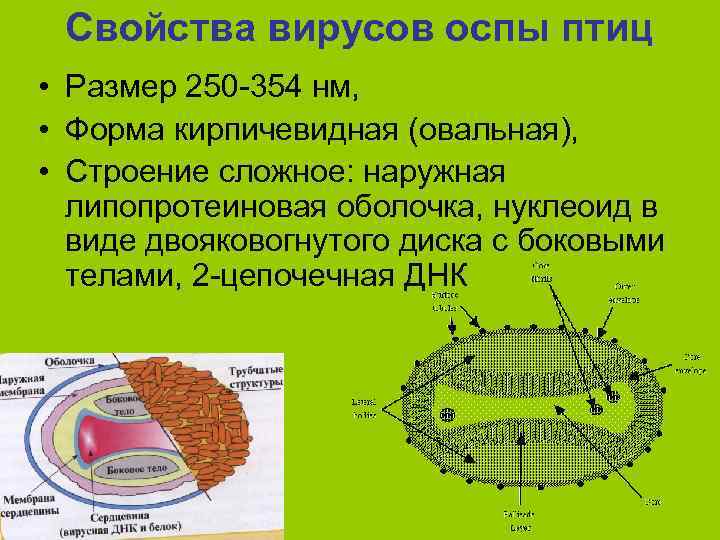Свойства вирусов оспы птиц • Размер 250 -354 нм, • Форма кирпичевидная (овальная), •