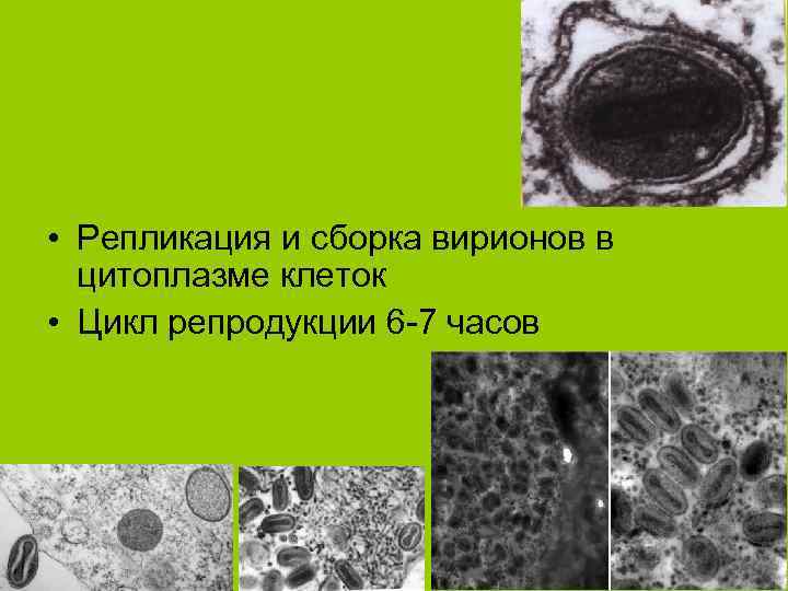  • Репликация и сборка вирионов в цитоплазме клеток • Цикл репродукции 6 -7