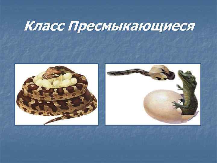 Класс Пресмыкающиеся 