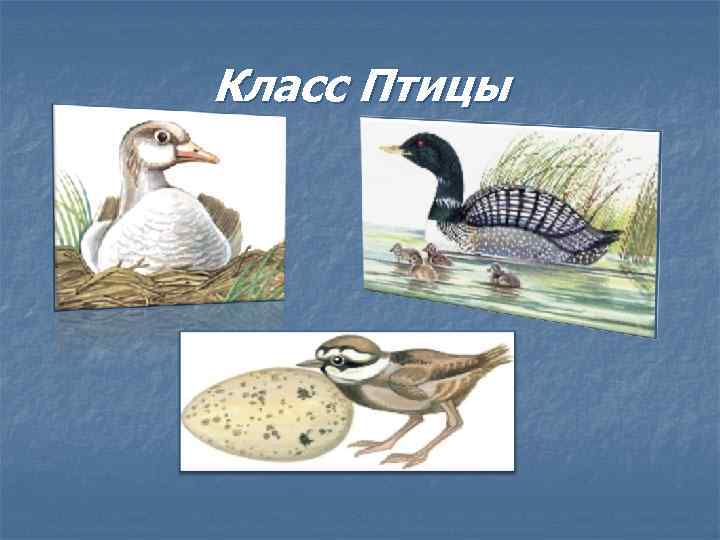 Класс Птицы 