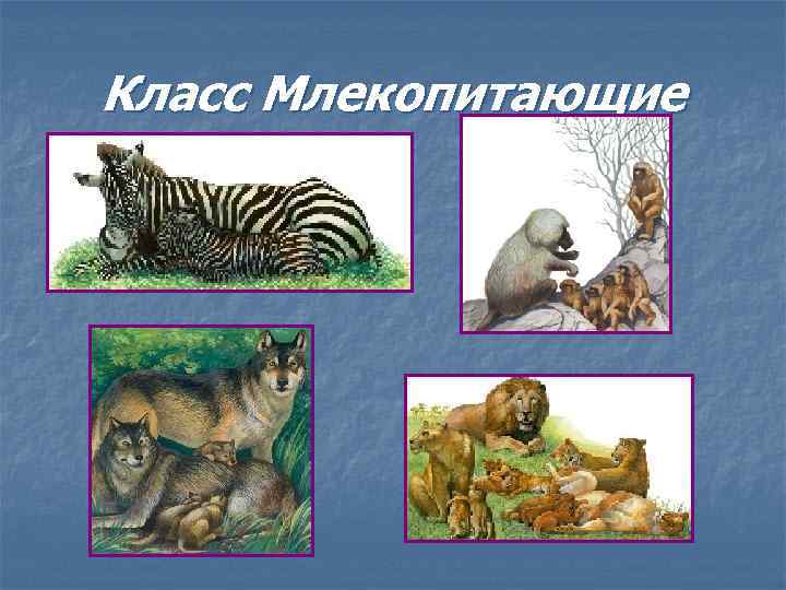 Класс Млекопитающие 