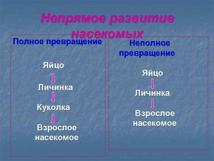 Непрямое развитие насекомых Полное превращение Неполное превращение Яйцо Личинка Куколка Взрослое насекомое Яйцо Личинка