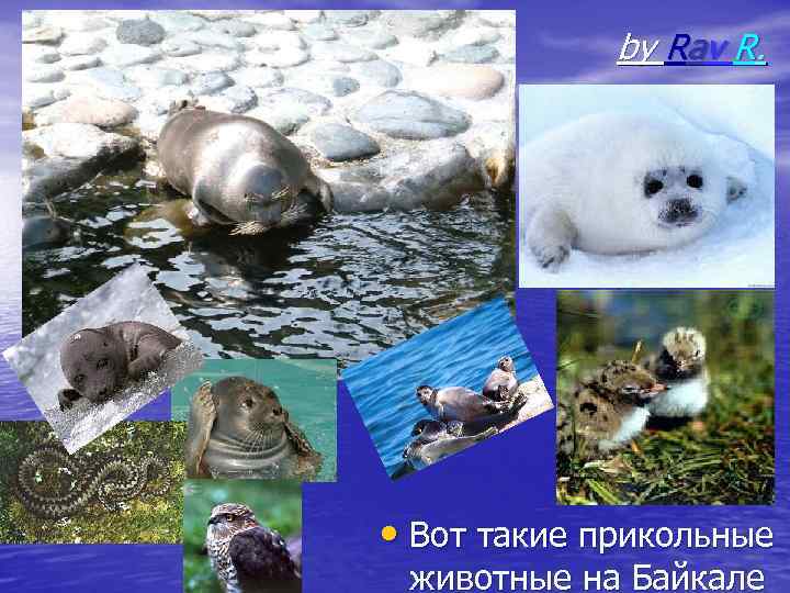 by Rav R. • Вот такие прикольные животные на Байкале 