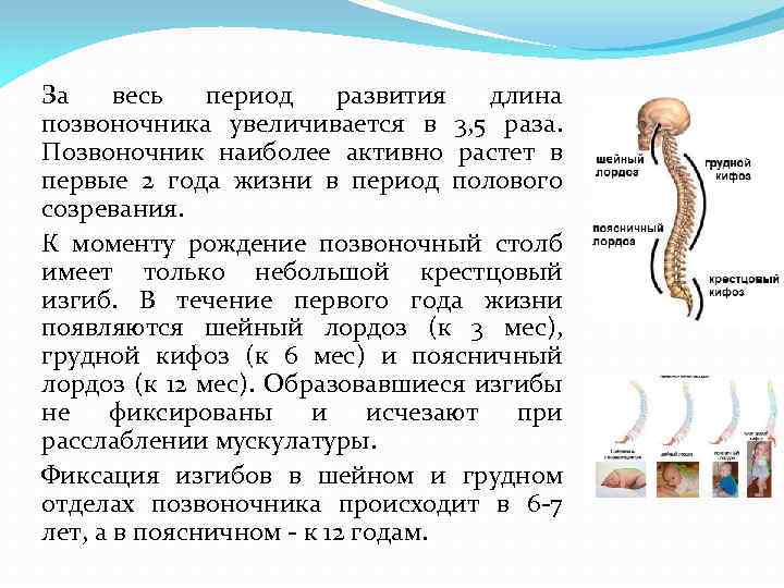 За весь период развития длина позвоночника увеличивается в 3, 5 раза. Позвоночник наиболее активно