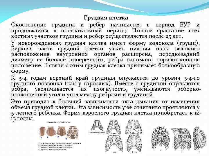 Грудная клетка Окостенение грудины и ребер начинается в период ВУР и продолжается в постнатальный