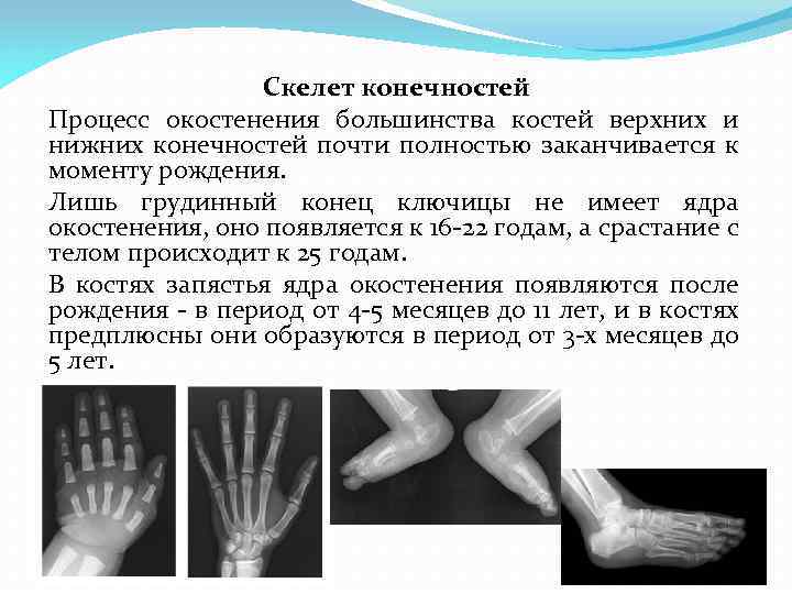 Скелет конечностей Процесс окостенения большинства костей верхних и нижних конечностей почти полностью заканчивается к