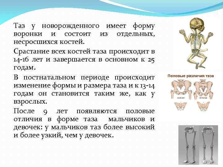 Таз у новорожденного имеет форму воронки и состоит из отдельных, несросшихся костей. Срастание всех