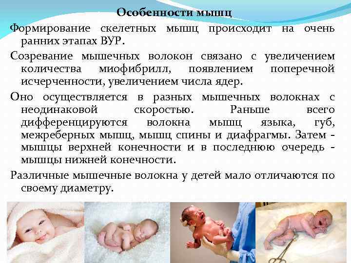 Особенности мышц Формирование скелетных мышц происходит на очень ранних этапах ВУР. Созревание мышечных волокон