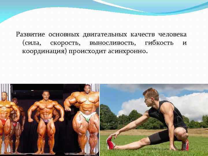 Развитие основных двигательных качеств человека (сила, скорость, выносливость, гибкость и координация) происходит асинхронно. 