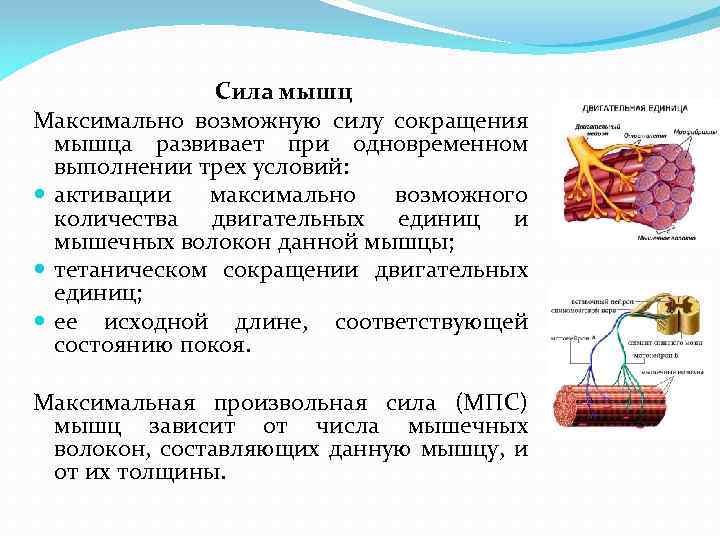 Сила мышц Максимально возможную силу сокращения мышца развивает при одновременном выполнении трех условий: активации