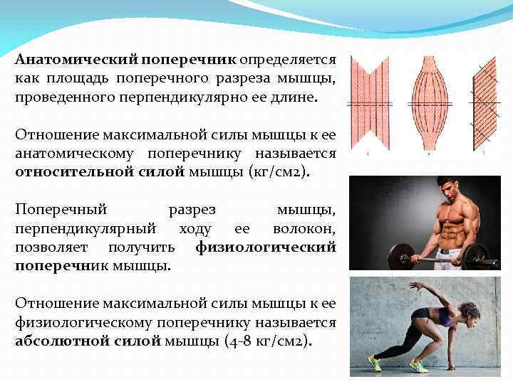 Анатомический поперечник определяется как площадь поперечного разреза мышцы, проведенного перпендикулярно ее длине. Отношение максимальной