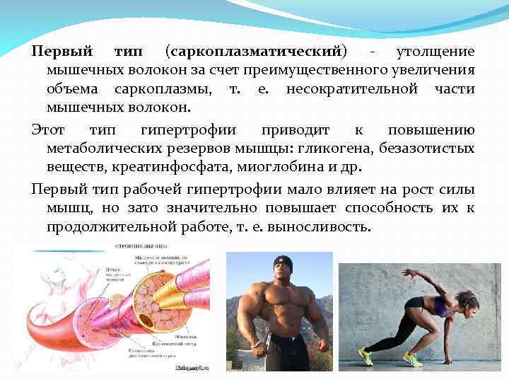 Первый тип (саркоплазматический) - утолщение мышечных волокон за счет преимущественного увеличения объема саркоплазмы, т.
