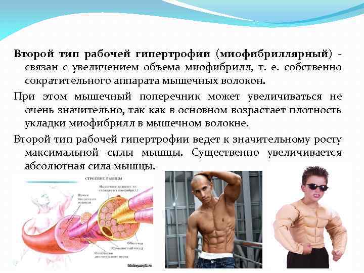 Второй тип рабочей гипертрофии (миофибриллярный) связан с увеличением объема миофибрилл, т. е. собственно сократительного