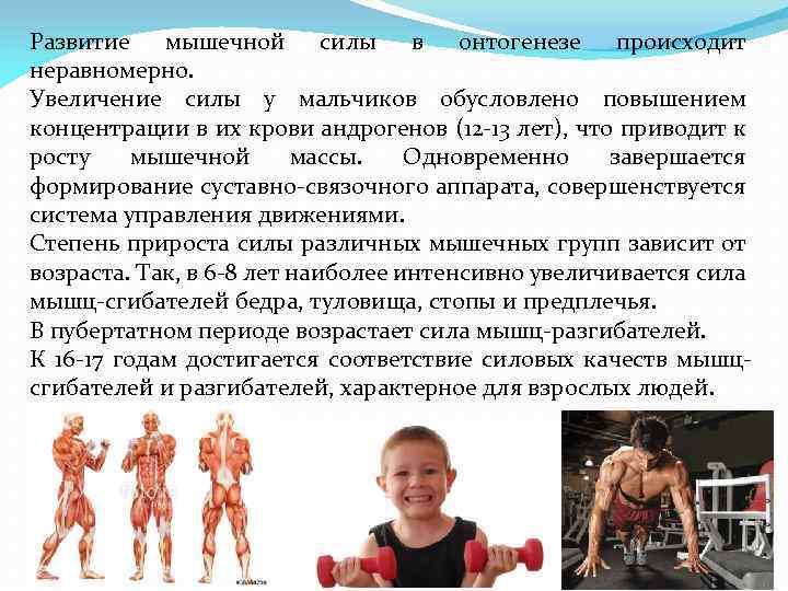 Развитие мышечной силы в онтогенезе происходит неравномерно. Увеличение силы у мальчиков обусловлено повышением концентрации