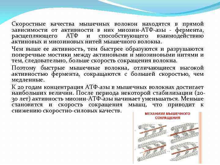 Скоростные качества мышечных волокон находятся в прямой зависимости от активности в них миозин-АТФ-азы -