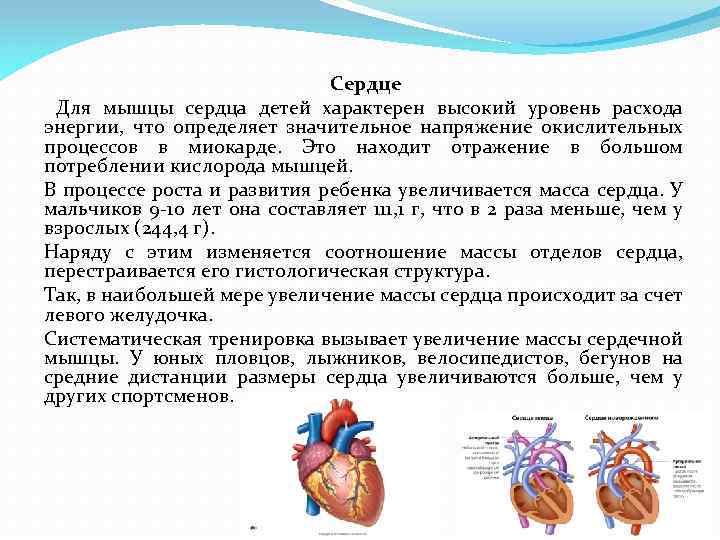 Сердце Для мышцы сердца детей характерен высокий уровень расхода энергии, что определяет значительное напряжение