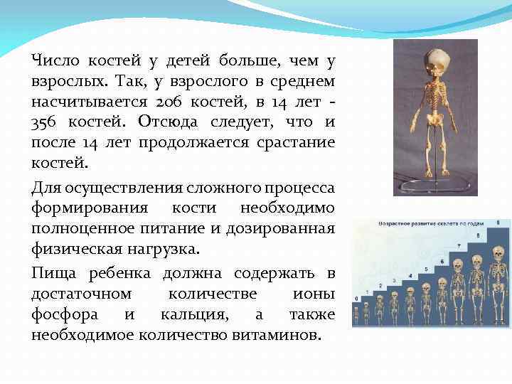 Число костей. Количество костей у ребенка. Количество костей у ребенка и взрослого. У детей больше костей чем у взрослых. Почему у детей больше костей чем у взрослых.