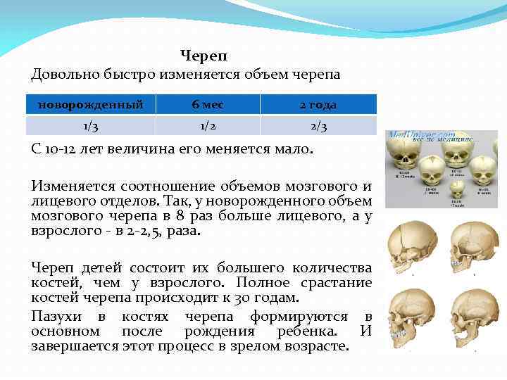 Череп Довольно быстро изменяется объем черепа новорожденный 6 мес 2 года 1/3 1/2 2/3