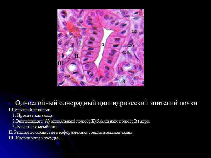 Однослойный однорядный цилиндрический эпителий почки I Почечный каналец: 1. Просвет канальца 2. Эпителиоцит: А)