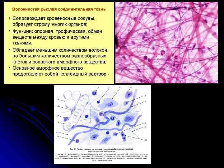 Волокнистая соединительная ткань картинки