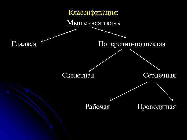 Классификация: Мышечная ткань Гладкая Поперечно-полосатая Скелетная Рабочая Сердечная Проводящая 