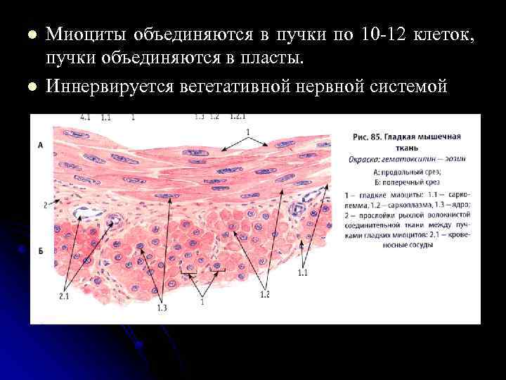 l l Миоциты объединяются в пучки по 10 -12 клеток, пучки объединяются в пласты.